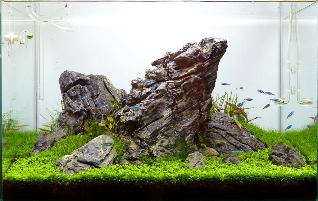 Acuario Iwagumi de paisajismo