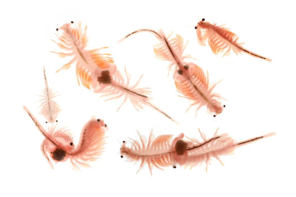 Artemia, alimento vivo para peces