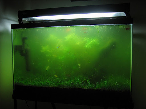 Agua turbia por alga verde unicelular