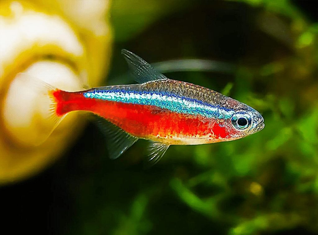 Paracheirodon axelrodi. Tetra cardenal
