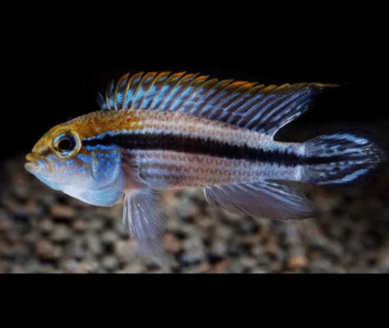 Apistogramma agassizii Río Tefe Blue