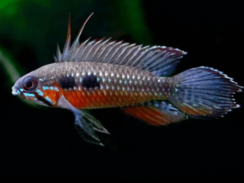 Apistogramma elizabethae Macho