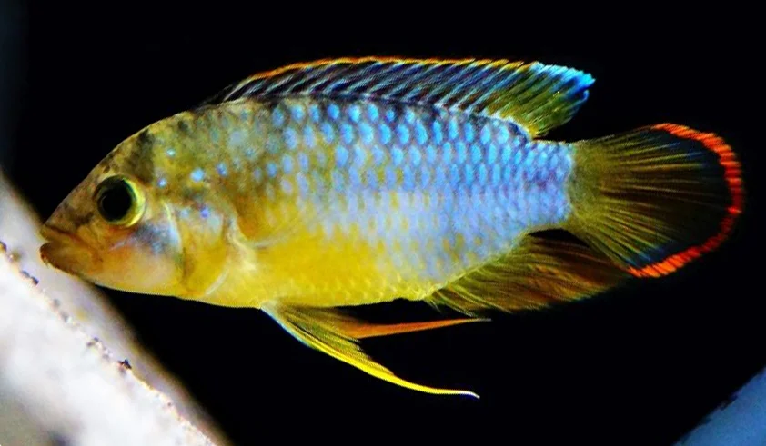 Apistogramma nijsseni Macho