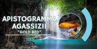 Apistogramma agassizii Gold Red