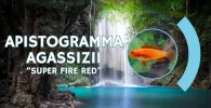 Apistogramma agassizii super red fire