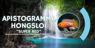 Apistogramma hongsloi super red