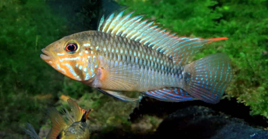 Apistogramma Barlowi. Ficha Técnica | Aquarium Blog