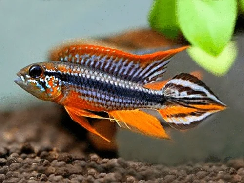 Apistogramma agassizii Gold Red