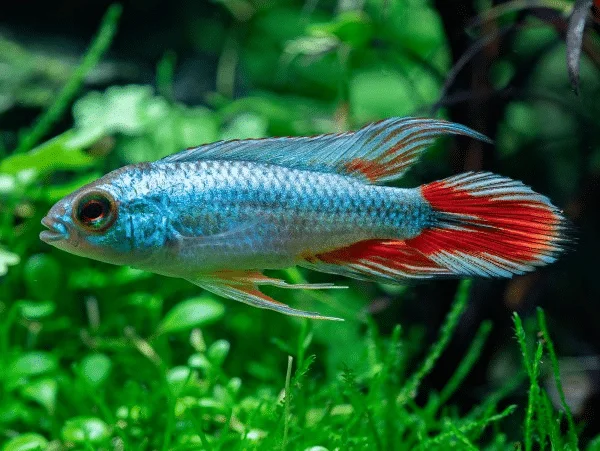 Apistogramma agassizii Alemare red tail Macho