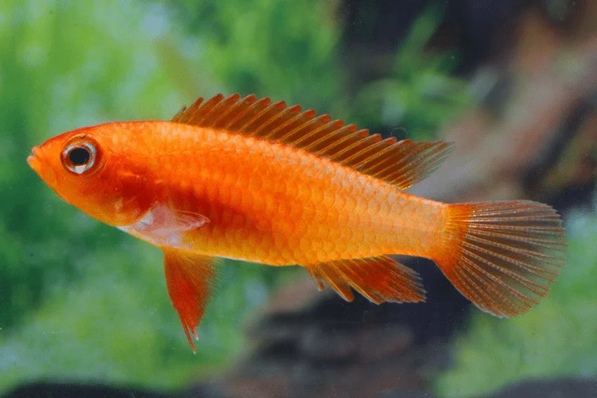 Apistogramma agassizii super red fire Macho