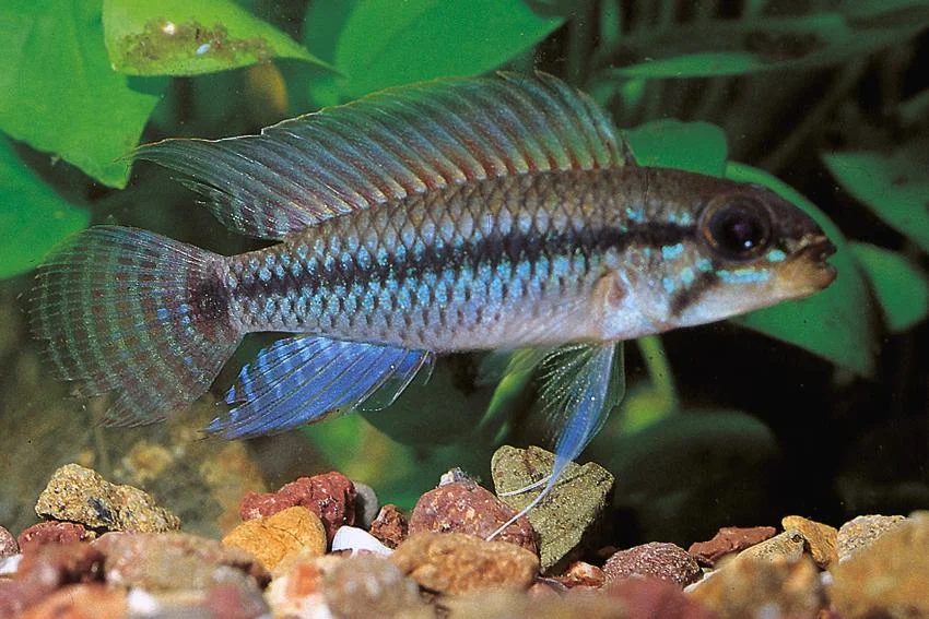 Apistogramma pertensis alenquer