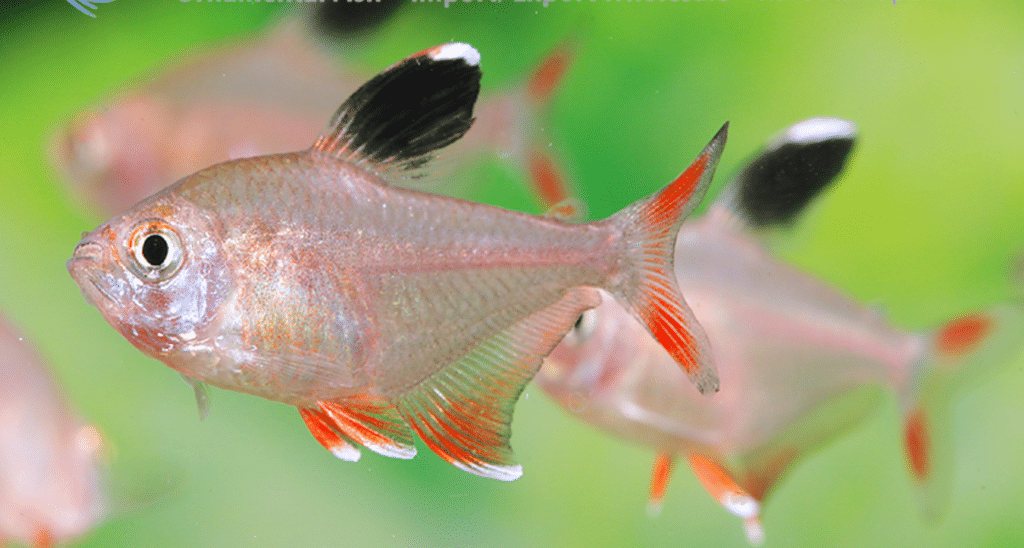 Ficha Hyphessobrycon rosaceus. Tetra rosado. | Aquarium Blog