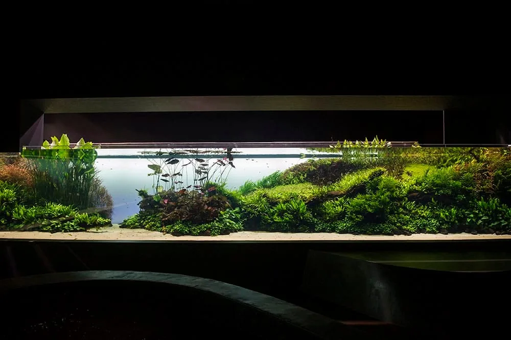 Acuario Florestas Submersas. Portugal