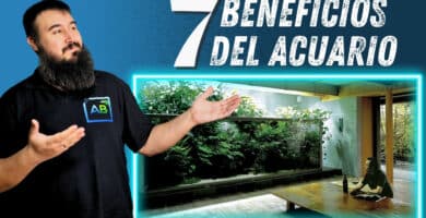Los 7 beneficios de tener un acuario