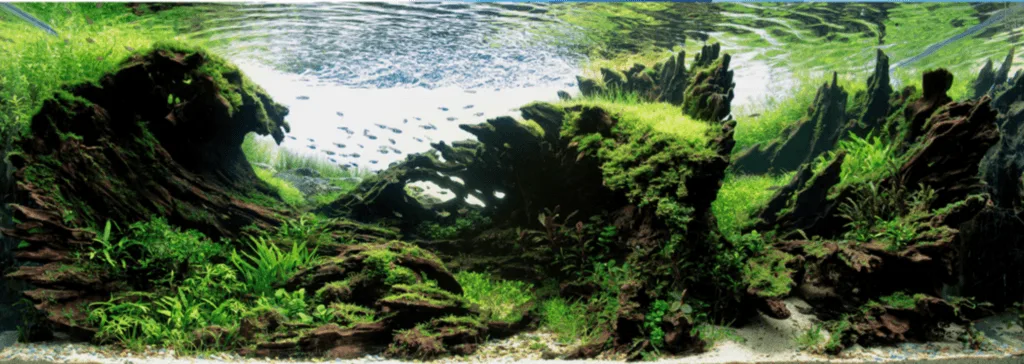 Acuario de Aquascaping