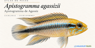 Apistogramma agassizii Atlas